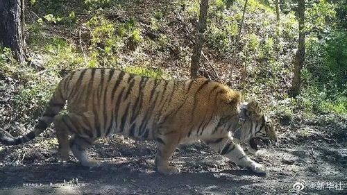 抚顺村民发现神秘猫踪！这波操作让当地经济瞬间起飞？ 