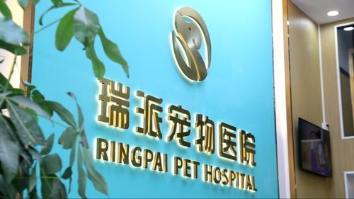 瑞派宠物医院:毛孩子的财经守护者,你家的铲屎官也是股神吗?